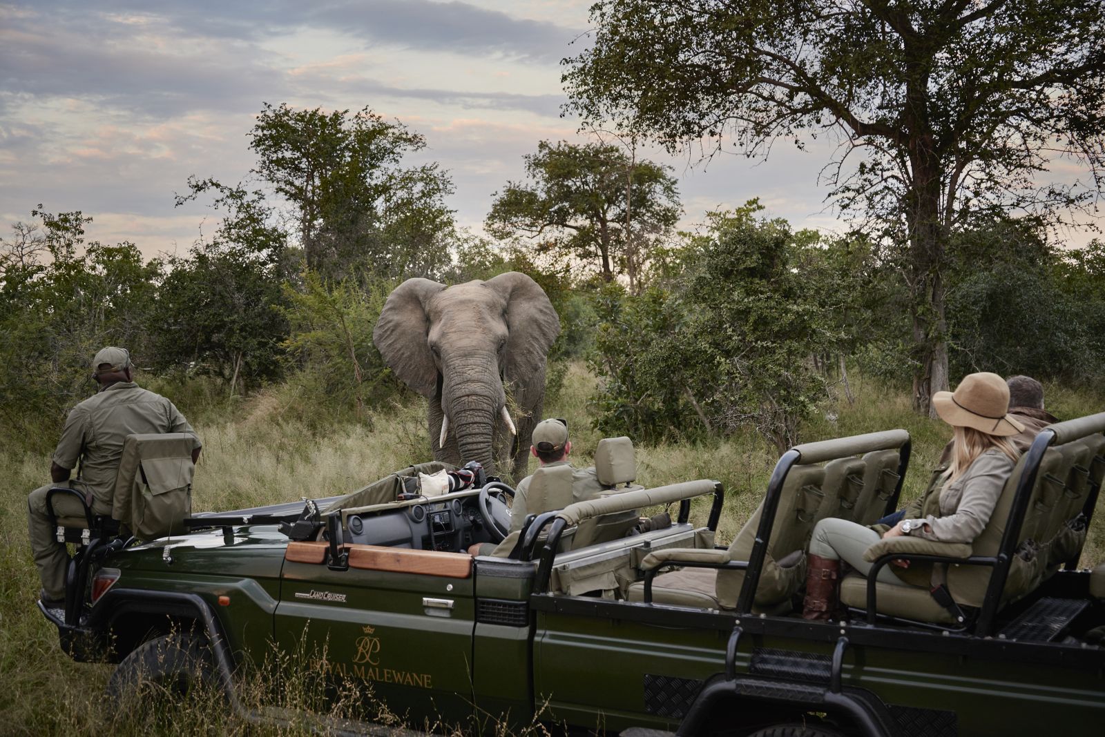 Elephant on game drive - Royal Malewane, Greater Kruger - South Africa