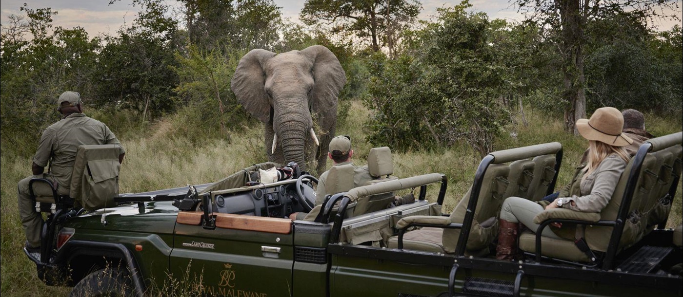 Elephant on game drive - Royal Malewane, Greater Kruger - South Africa