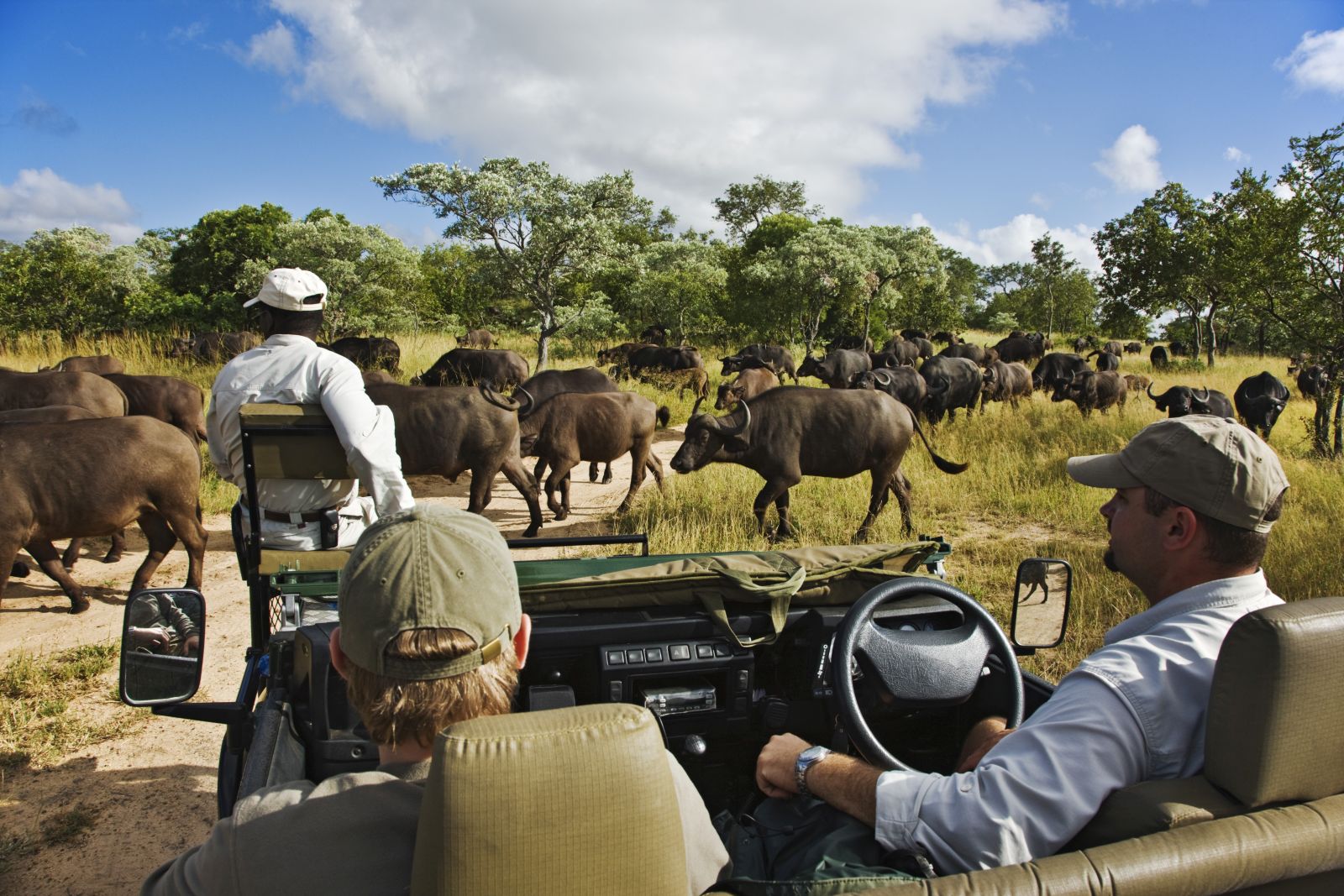 Game drive at Royal Malewane, Greater Kruger - South Africa