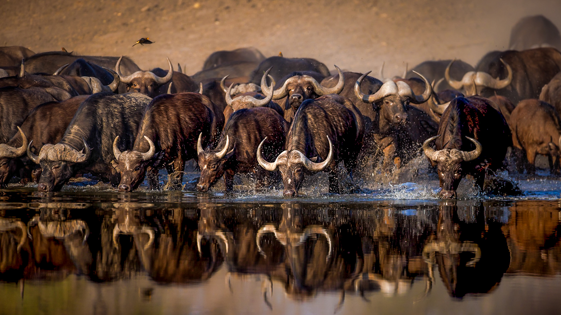 Buffalo drinking near Tanda Tula lodge in South Africa