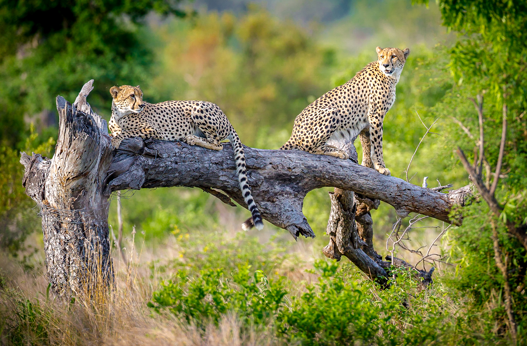 Cheetahs spotted resting on a dead tree near Tanda Tula lodge in South Africa