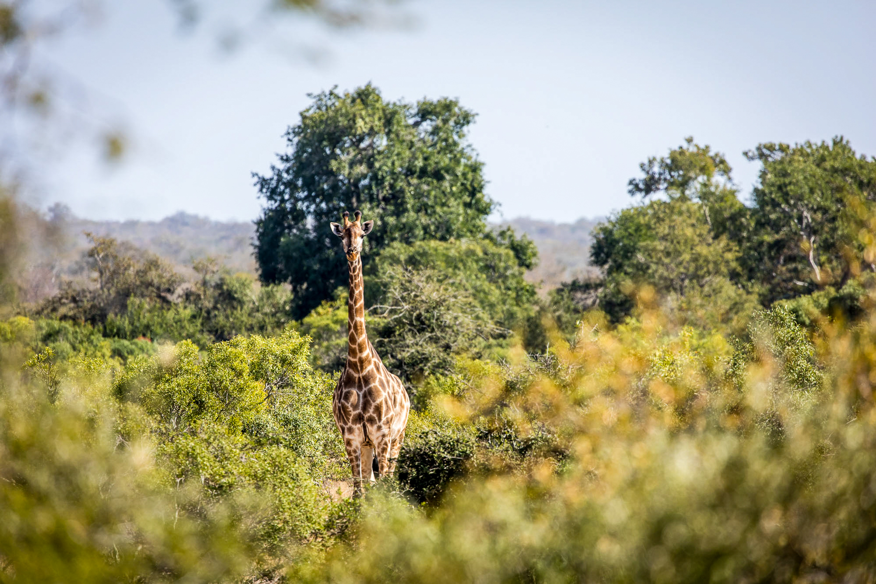 A giraffe spotted on the grounds of Tanda Tula lodge in South Africa