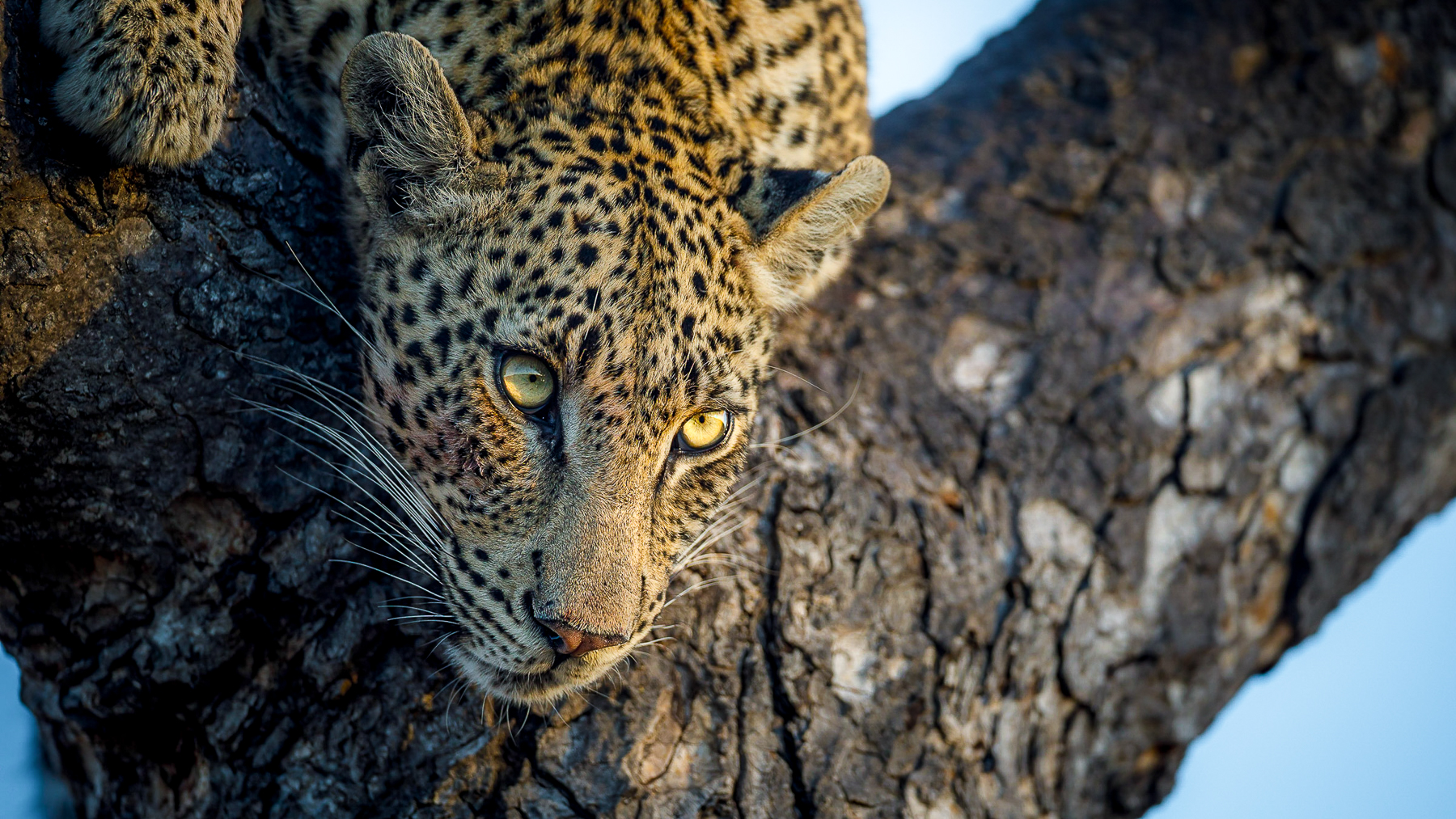 A leopard spotted in a tree near Tanda Tula lodge in South Africa