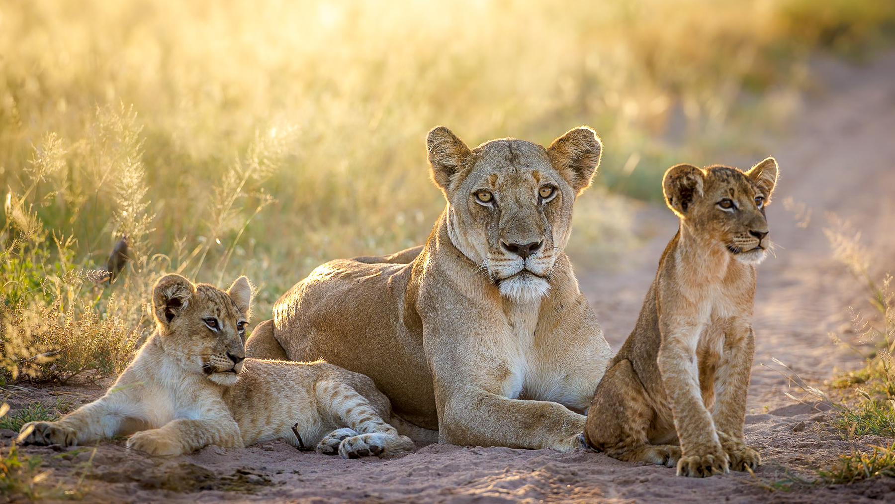 Lioness and cubs seen on the grounds of Tanda Tula lodge in South Africa
