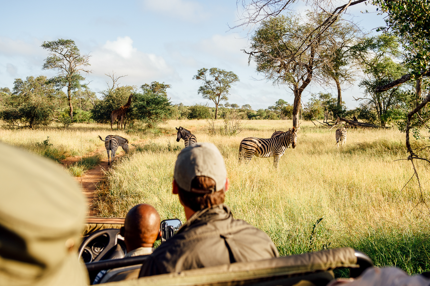 Zebra spotted on a game drive from Tanda Tula lodge in South Africa