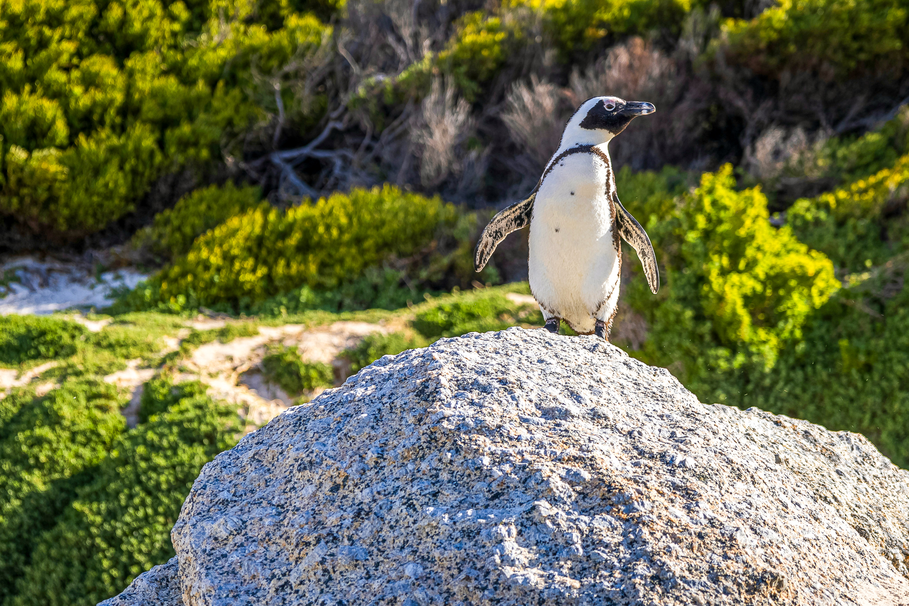 A penguin spotted on a rock at Cape Point in South Africa