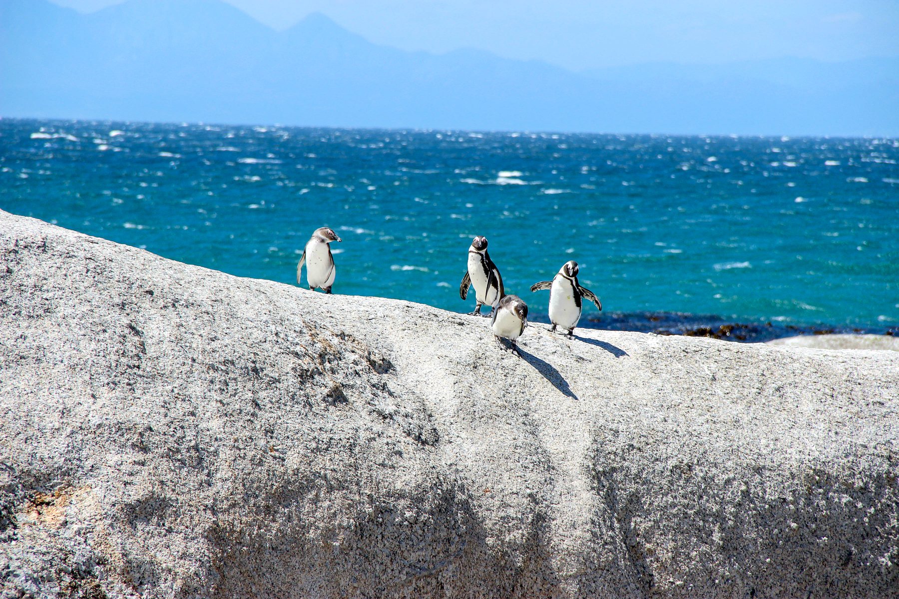 A colony of penguins spotted in the Cape Peninsula in South Africa