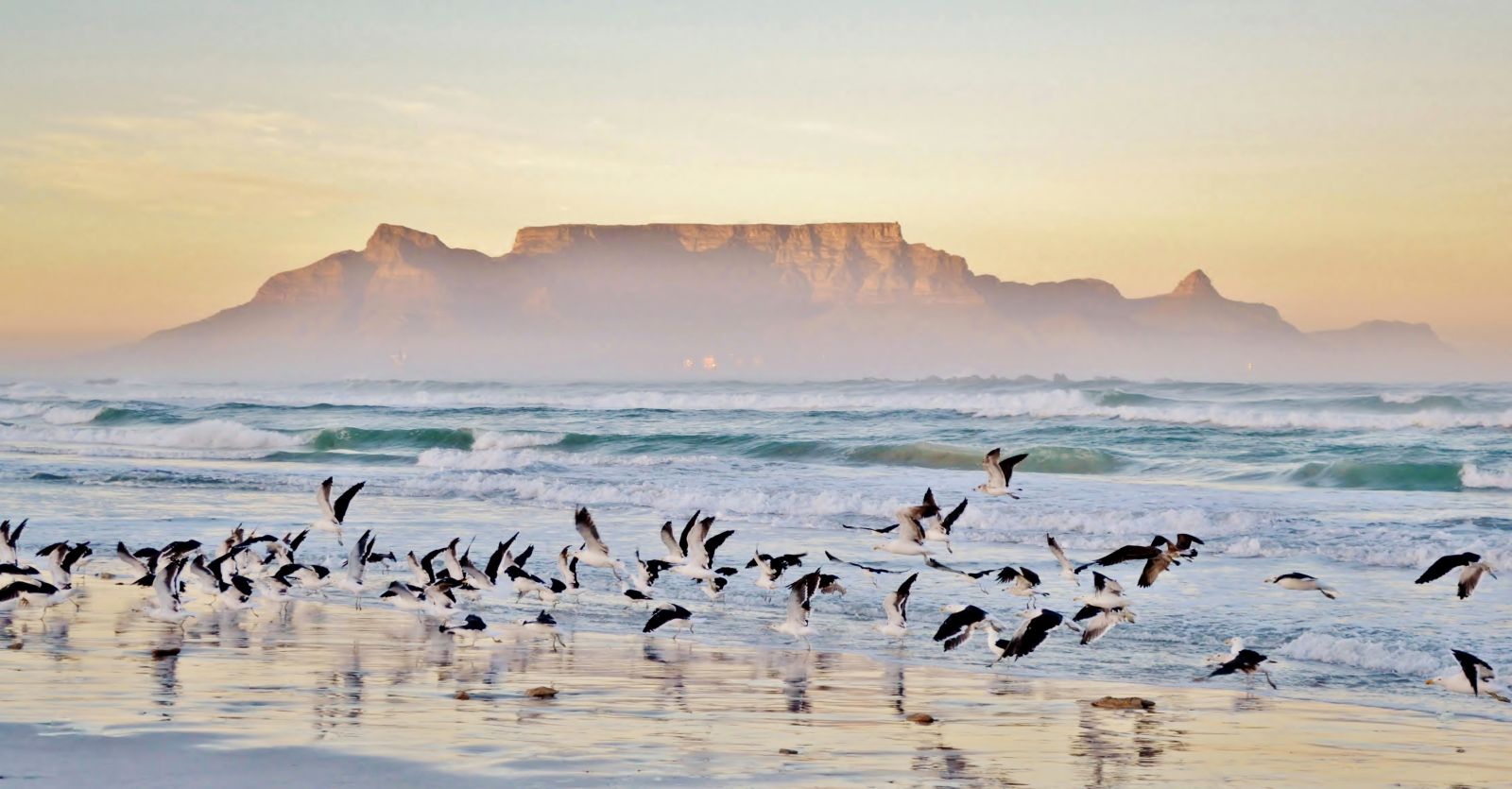 Flock of birds and distant view of Table Mountain from a beach in South Africa