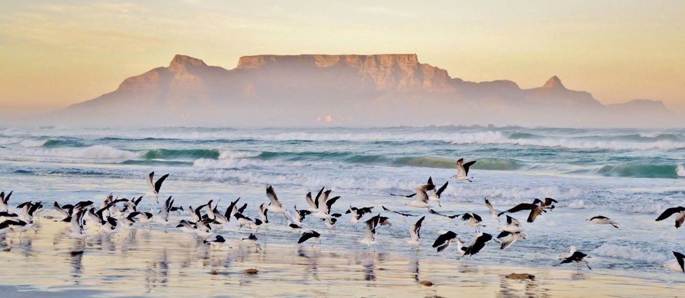 Flock of birds and distant view of Table Mountain from a beach in South Africa