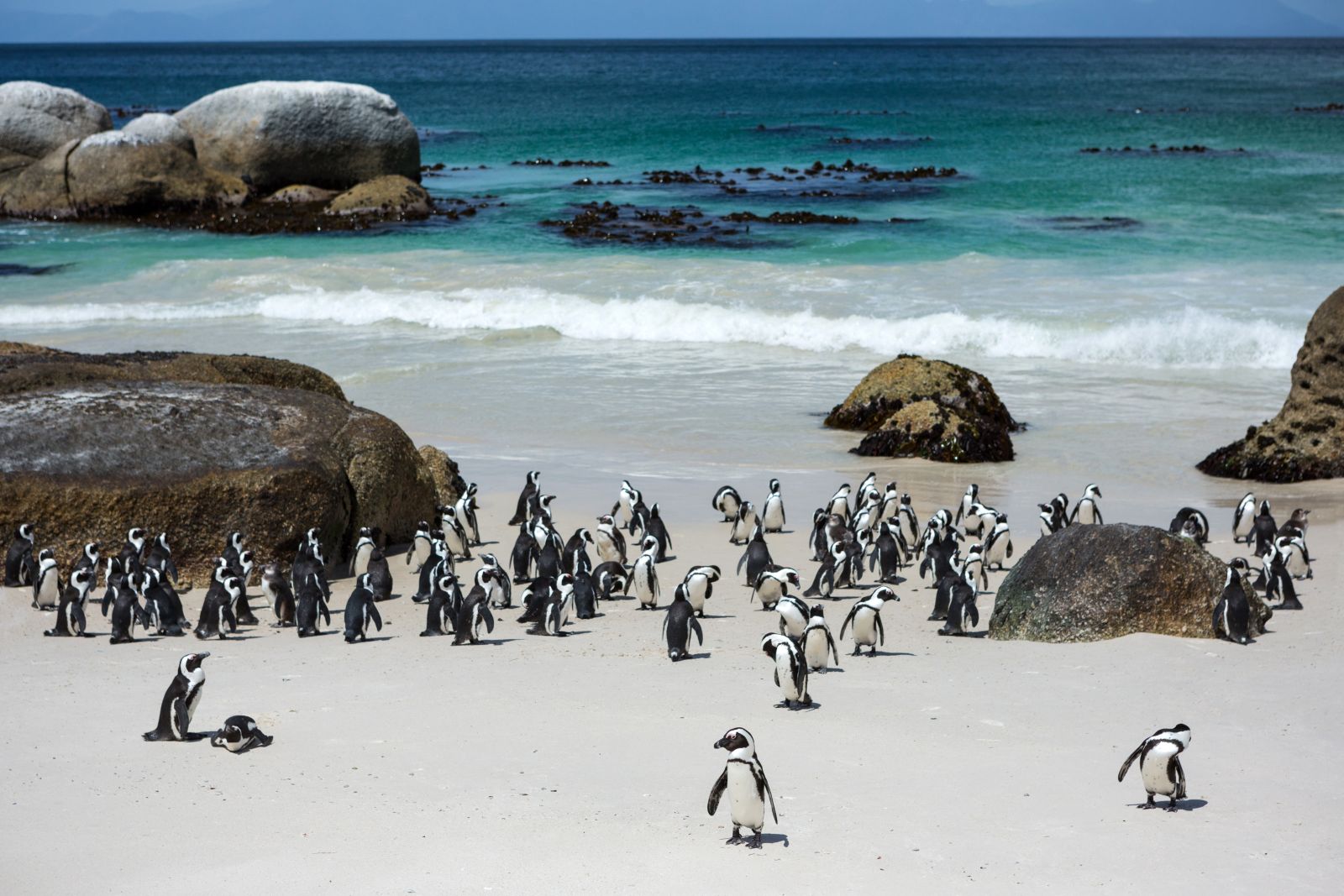 Penguins on Boulders Beach outside Cape Town in South Africa
