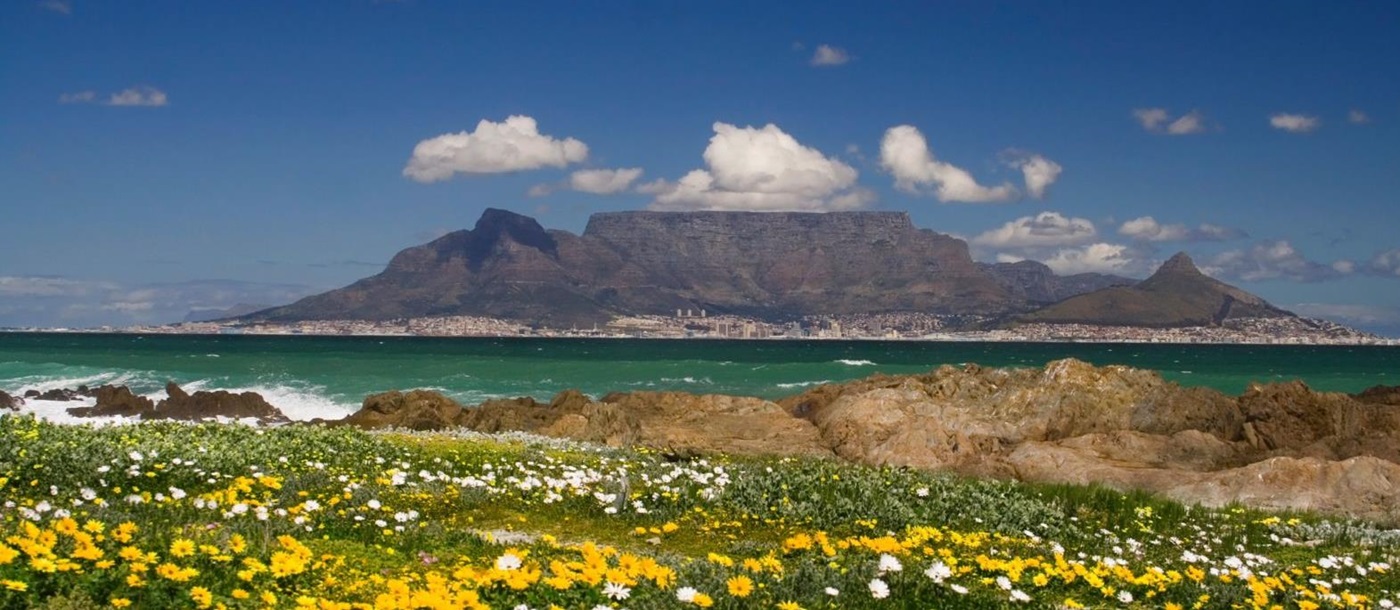 Wildflowers and distant view of Table Mountain in South Africa