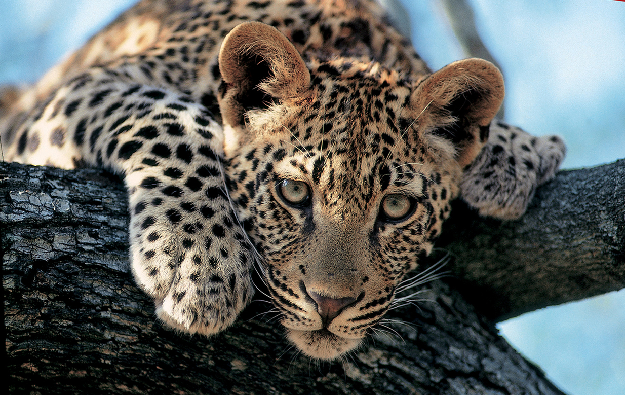 Londolozi - Leopard