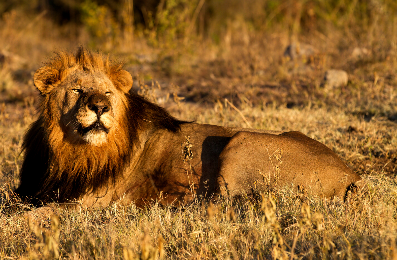 Madikwe Reserve lion