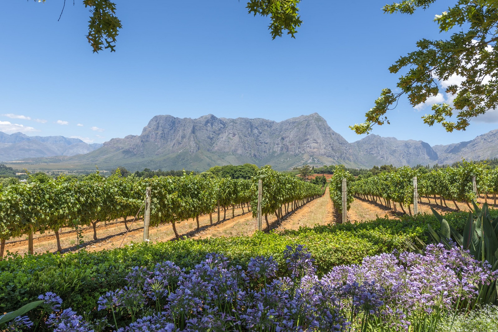 Vineyards close to Cape Town