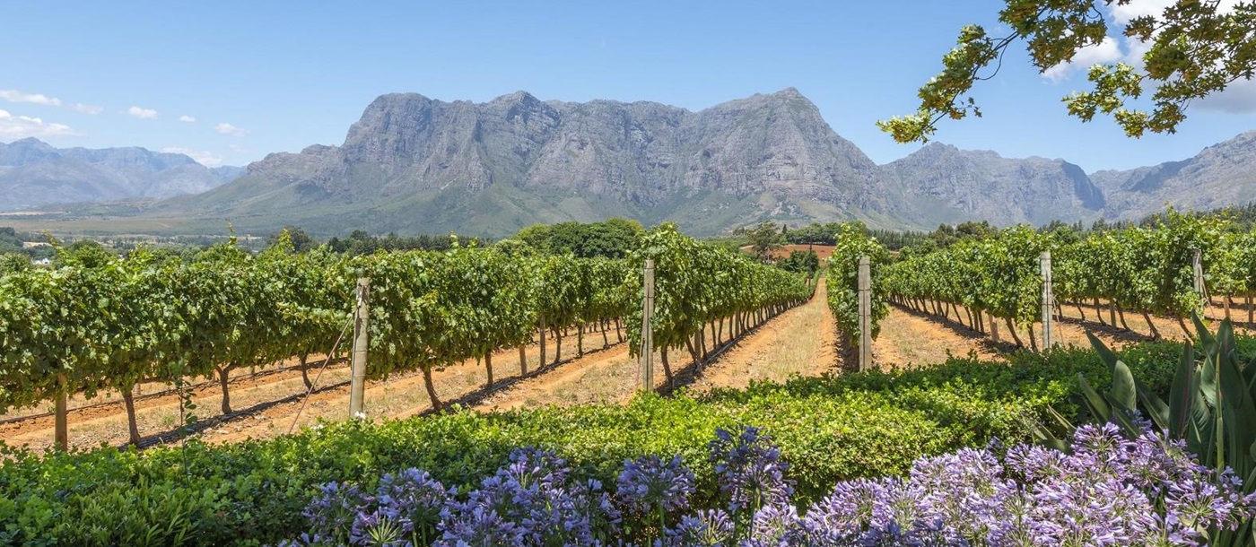 Vineyards close to Cape Town