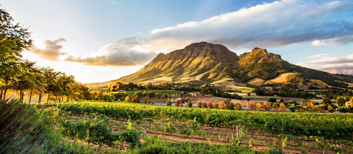 View across the farms of Babylonstoren and Simonsberg Mountain in South Africa