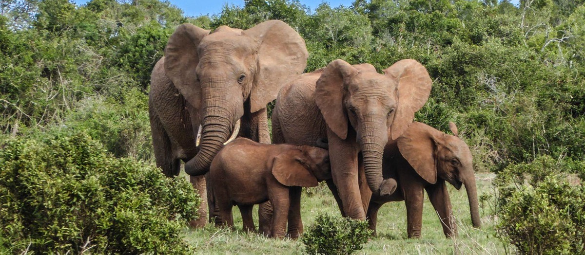 Family of elephants in a South African game reserve