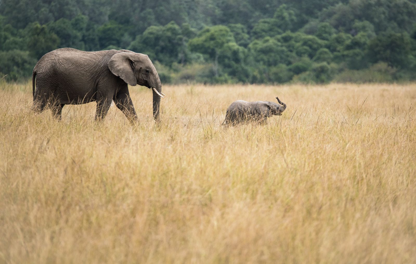 Mother elephant with her young walking through long grass