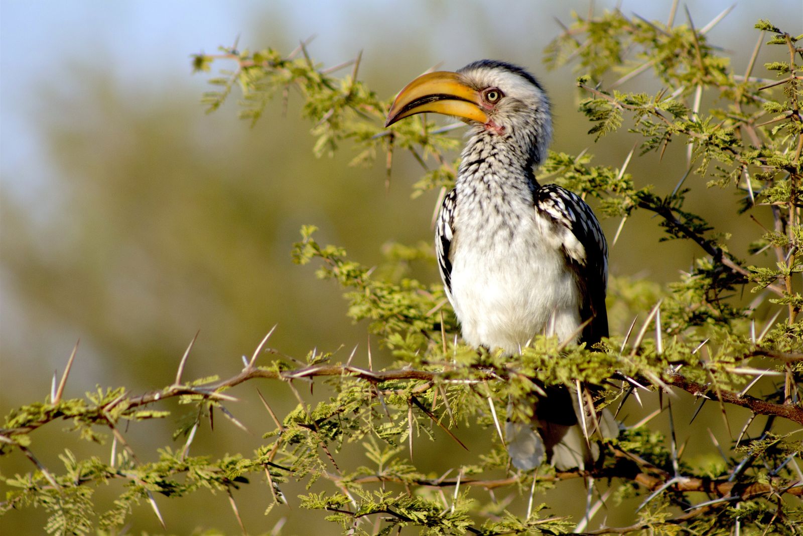 Hornbill bird in South Africa