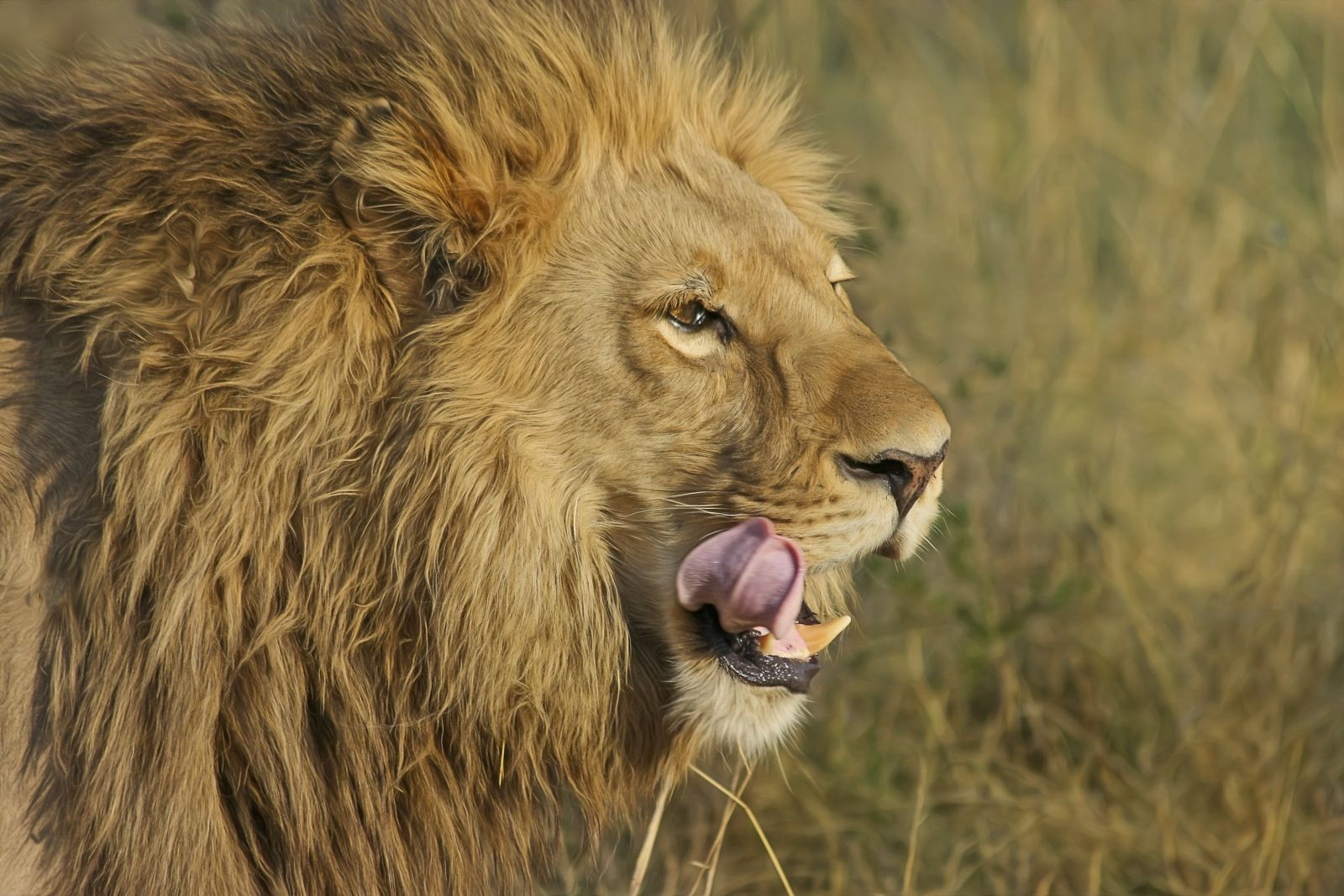 Close up of male lion in South Africa