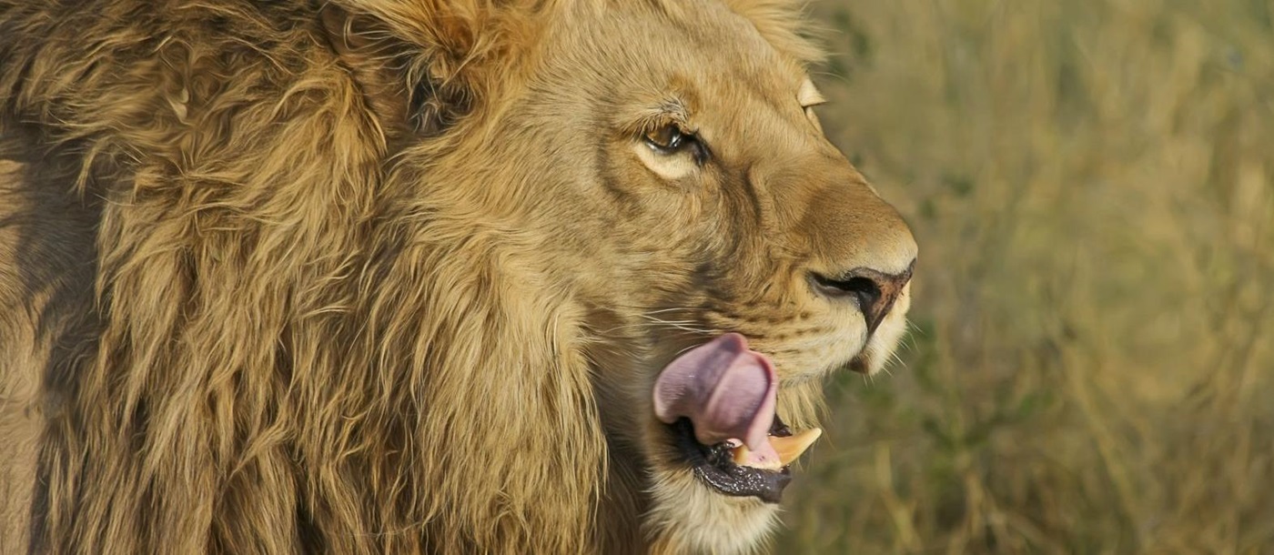 Close up of male lion in South Africa