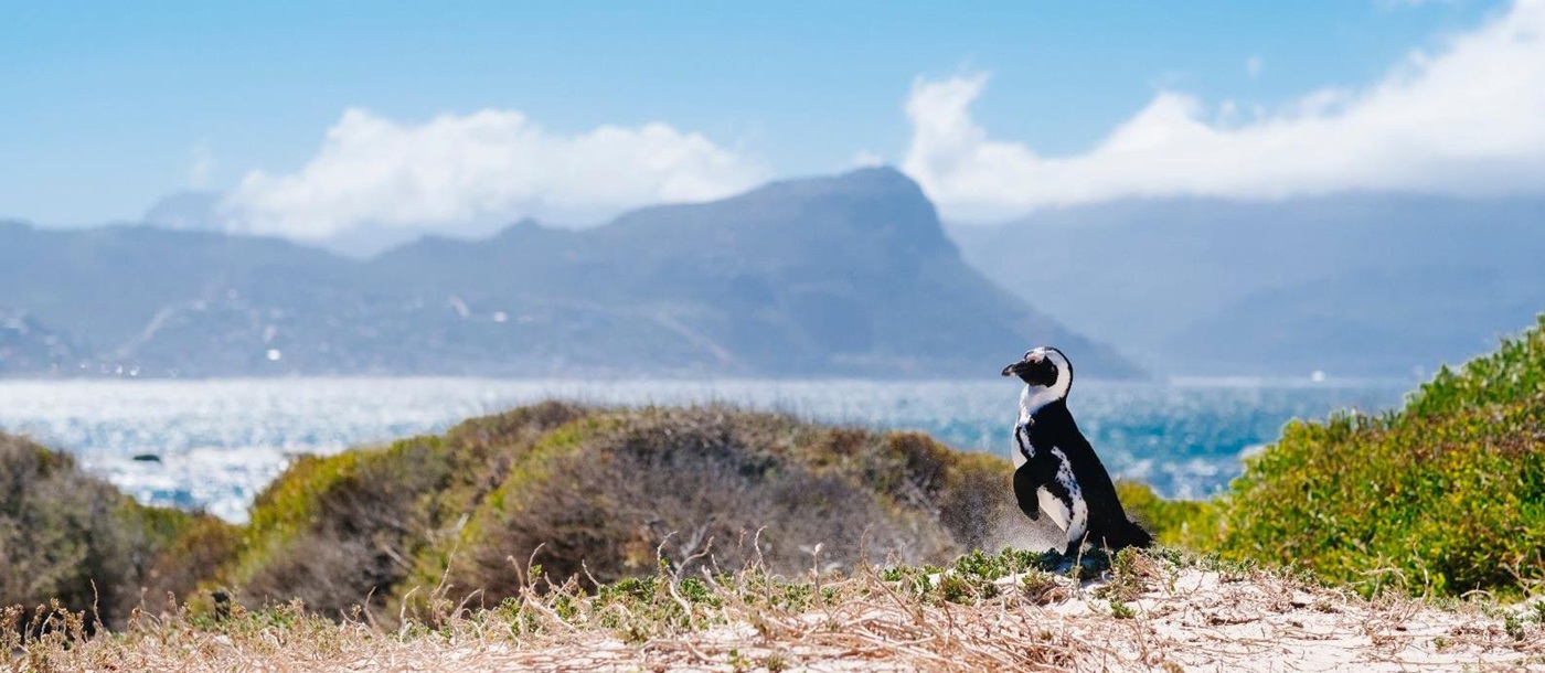 A South African penguin on the beach in Simon's Town, South Africa