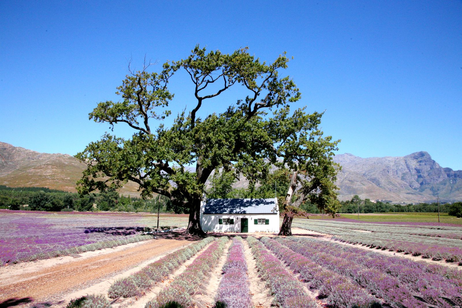 A farm under an old tree in the middle of a lavender field in South Africa