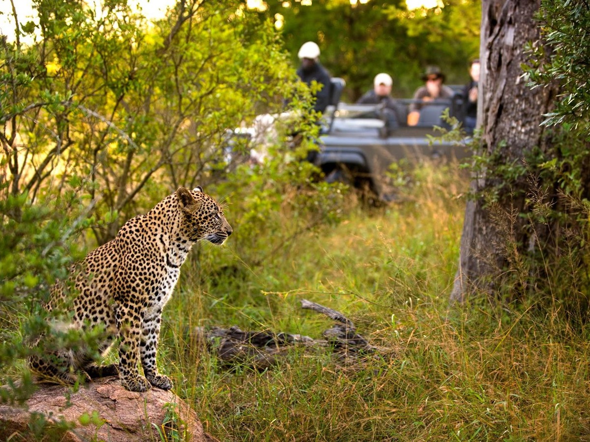 A cheetah spotted on the grounds of Fish Eagle Villa at Lion Sands in the Kruger National Park of South Africa