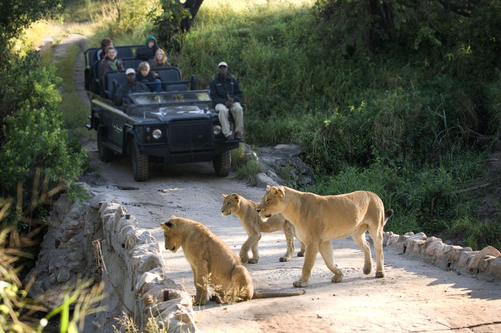 Lions spotted on the grounds of Fish Eagle Villa at Lion Sands in the Kruger National Park in South Africa