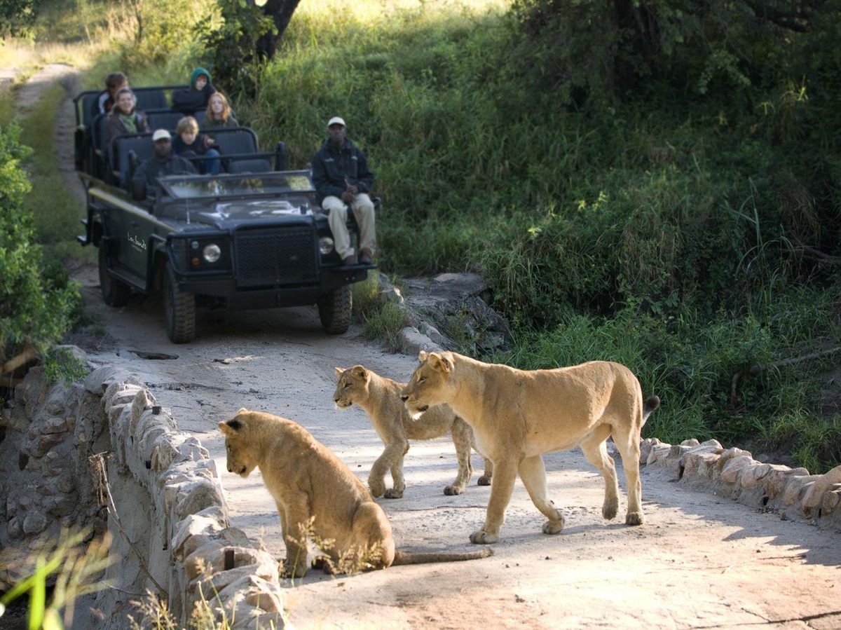 Lions spotted on the grounds of Fish Eagle Villa at Lion Sands in the Kruger National Park in South Africa