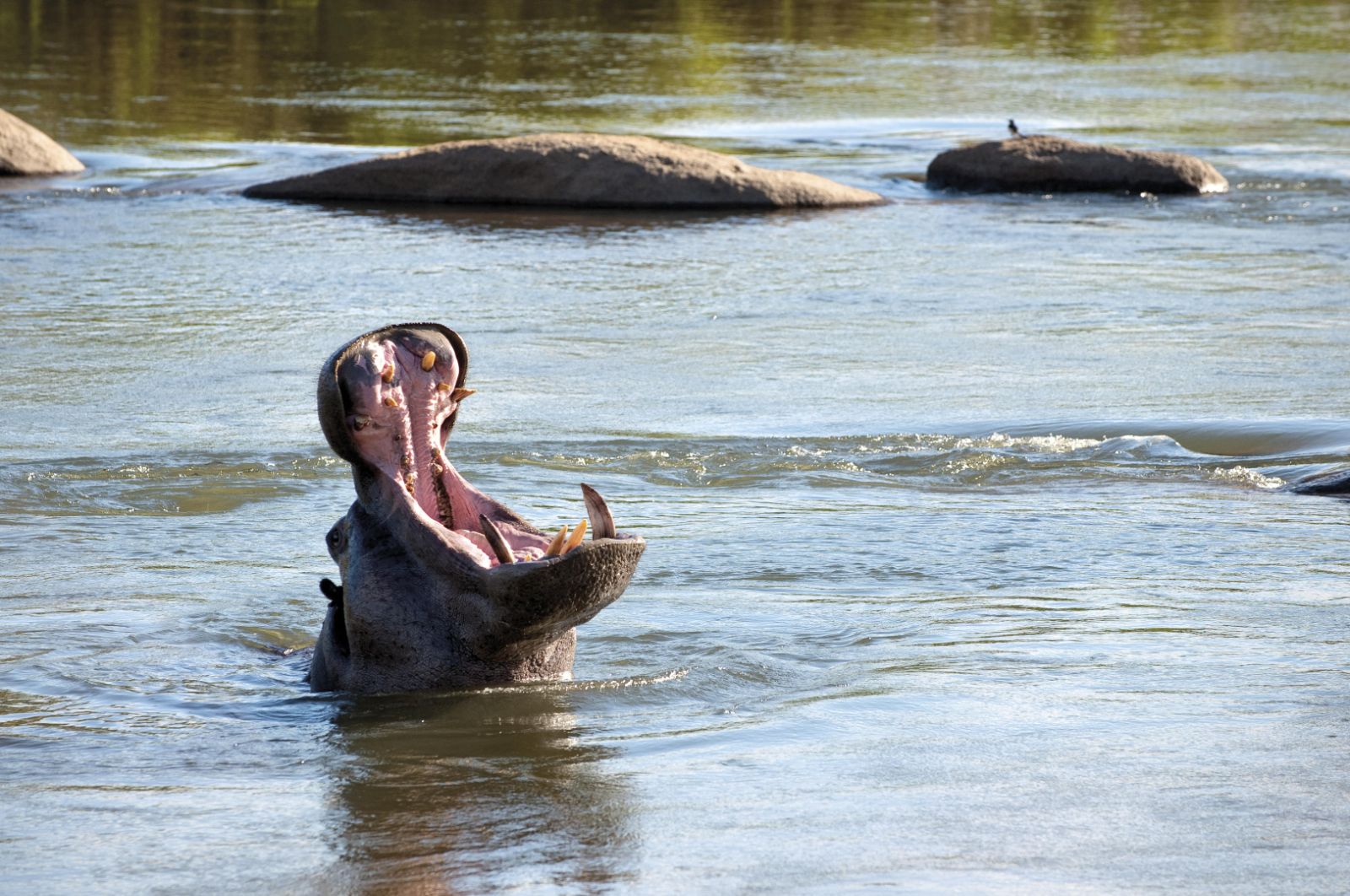 Hippo spotted on the grounds of Fish Eagle Vila at Lion Sands in the Kruger National Park in South Africa