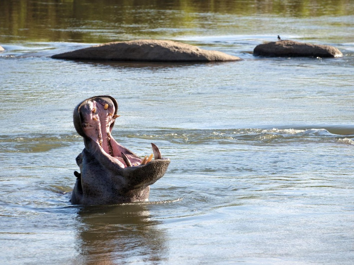 Hippo spotted on the grounds of Fish Eagle Vila at Lion Sands in the Kruger National Park in South Africa