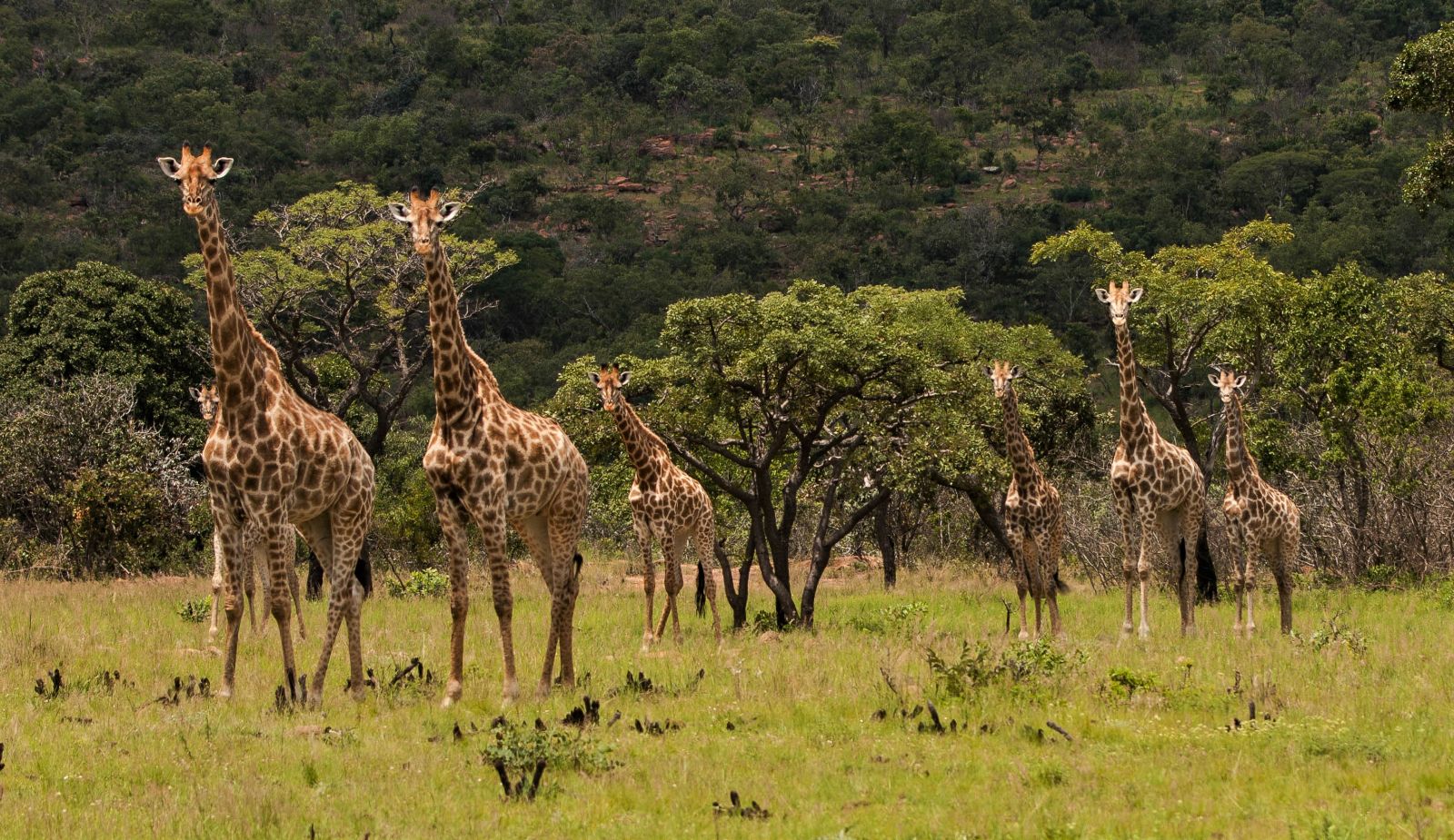 Giraffes seen near the Leobo private reserve in South Africa