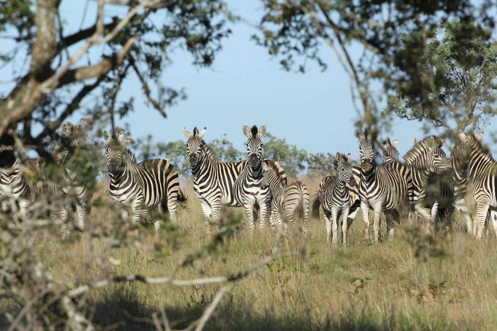 Zebras grazing near the Leobo private reserve in South Africa