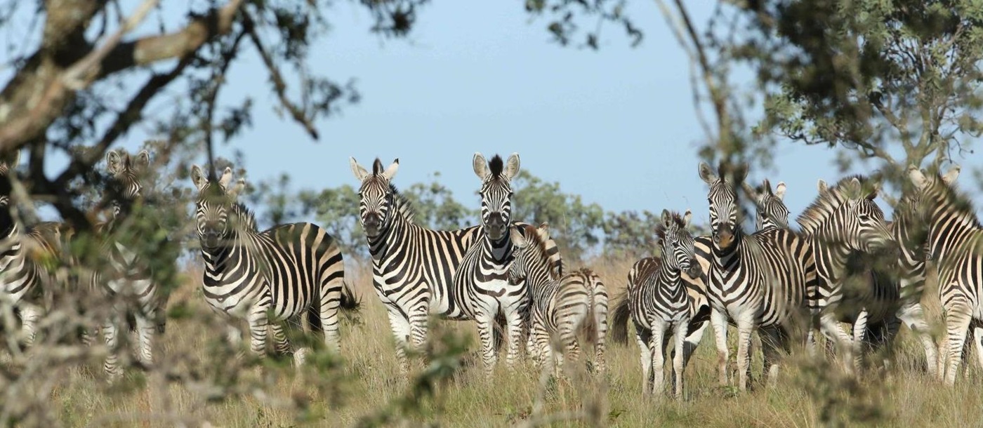 Zebras grazing near the Leobo private reserve in South Africa