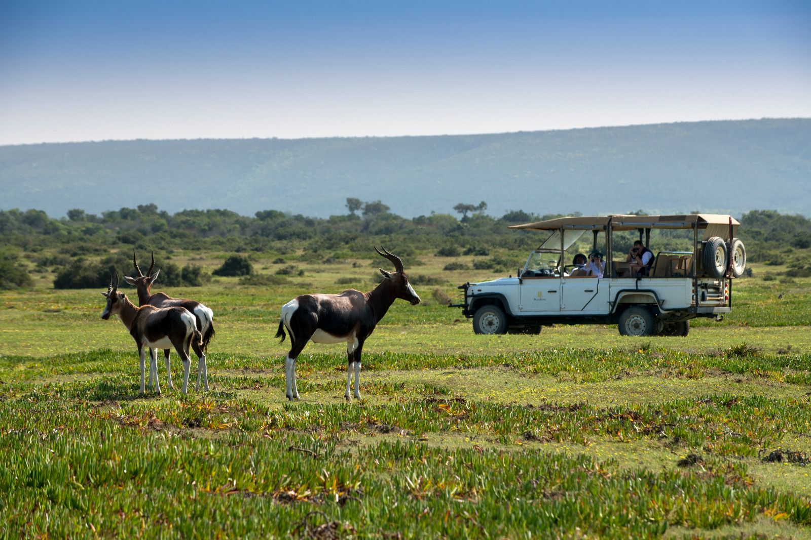 Wildlife on the grounds of Morukuru Ocean House in South Africa