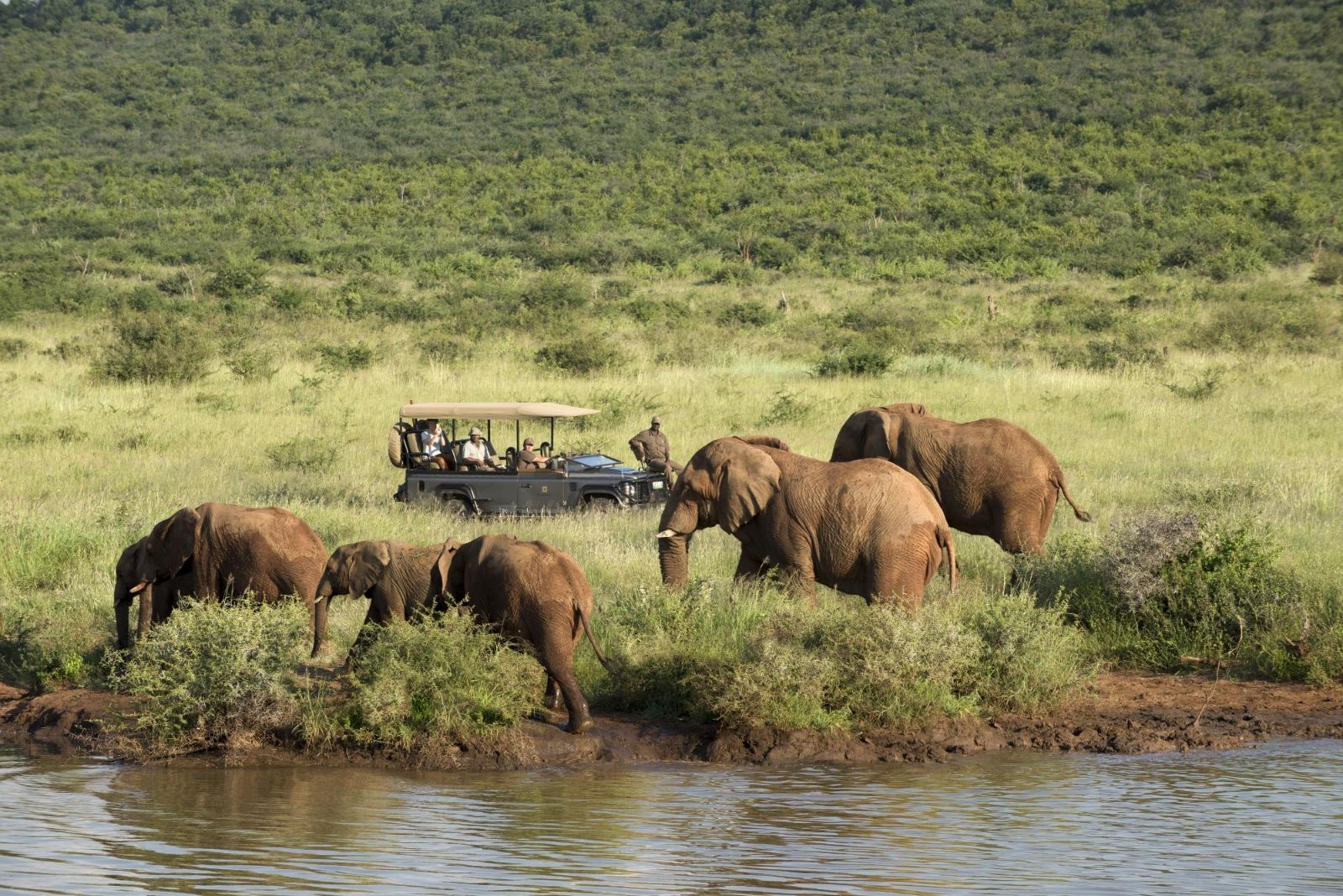 Guests of luxury private house Morukuru River House in the Madikwe Game Reserve in South Africa enjoying a sighting of elephants during a private game drive