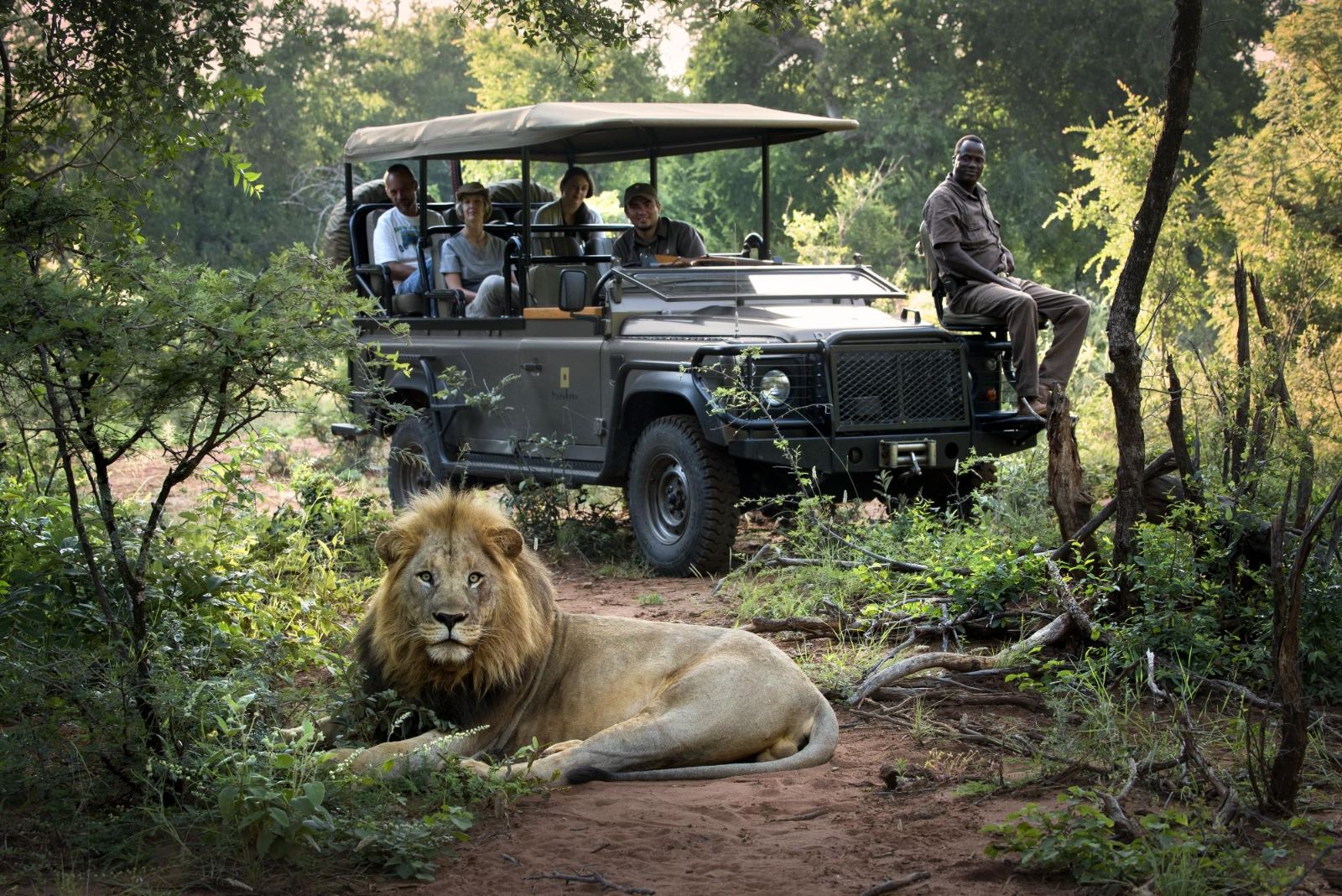 Guests of luxury private house Morukuru River House in the Madikwe Game Reserve in South Africa watching a male lion on a private game drive