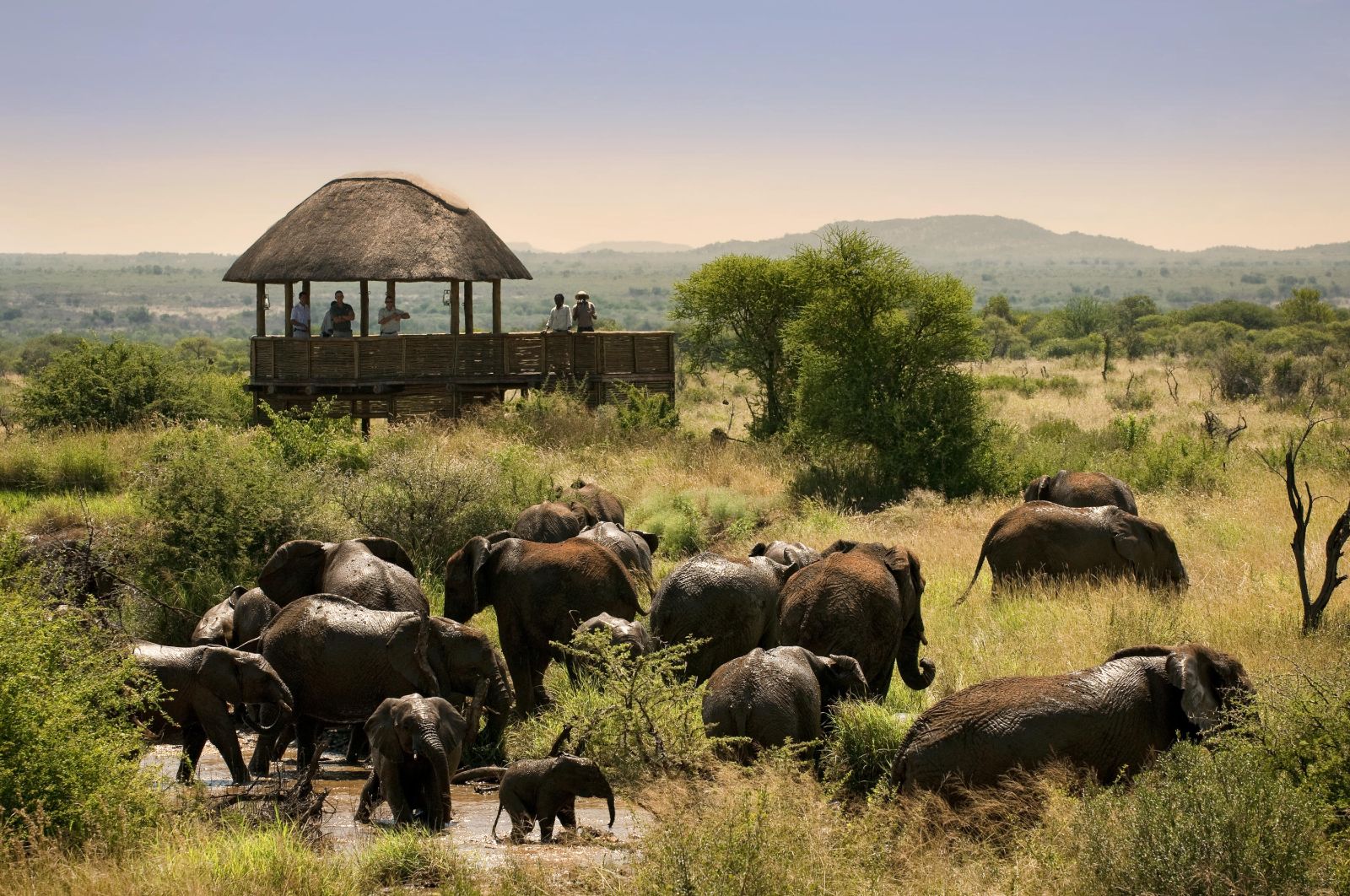 Guests on an observation platform at luxury private house Morukuru River House in the Madikwe Game Reserve in South Africa with a herd of elephants playing in a waterhole in front