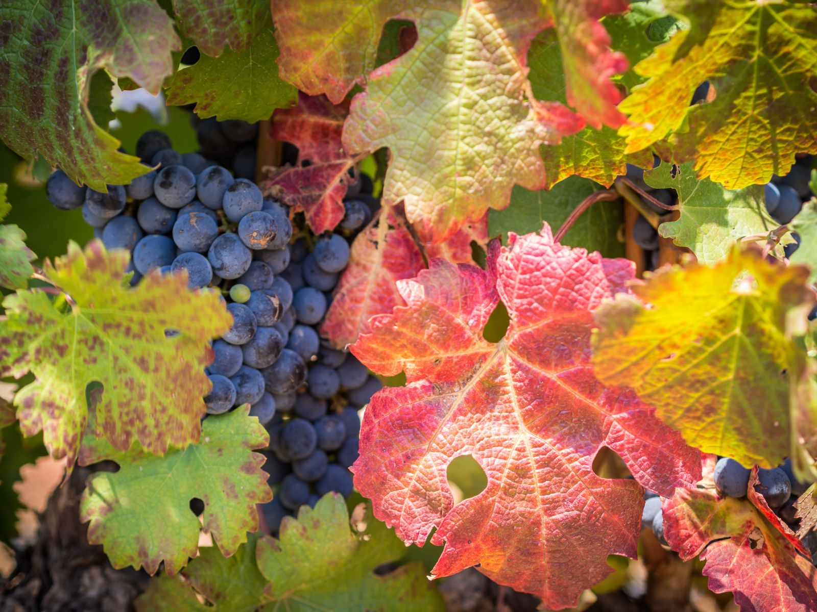 Red grapes and vine leaves on a South African vineyard