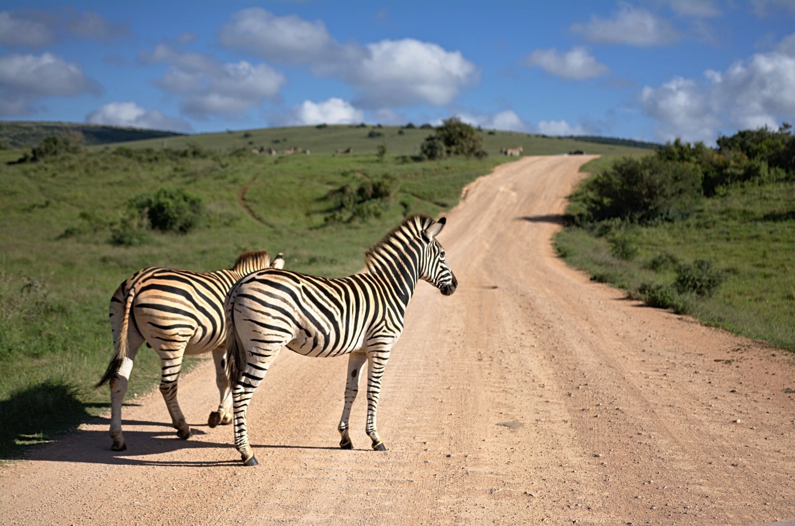 Zebras crossing the road in a South African game reserve