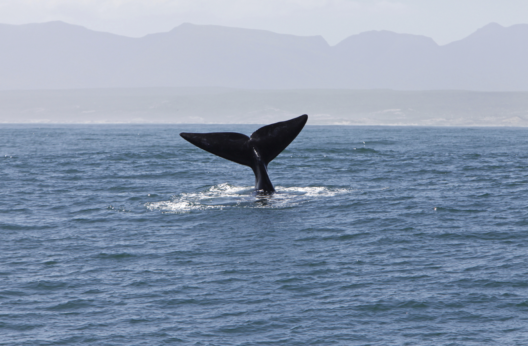 Whale fin visible above the water in South Africa's waters