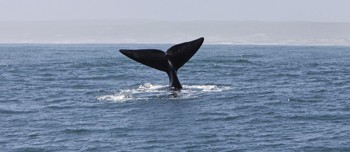 Whale fin visible above the water in South Africa's waters