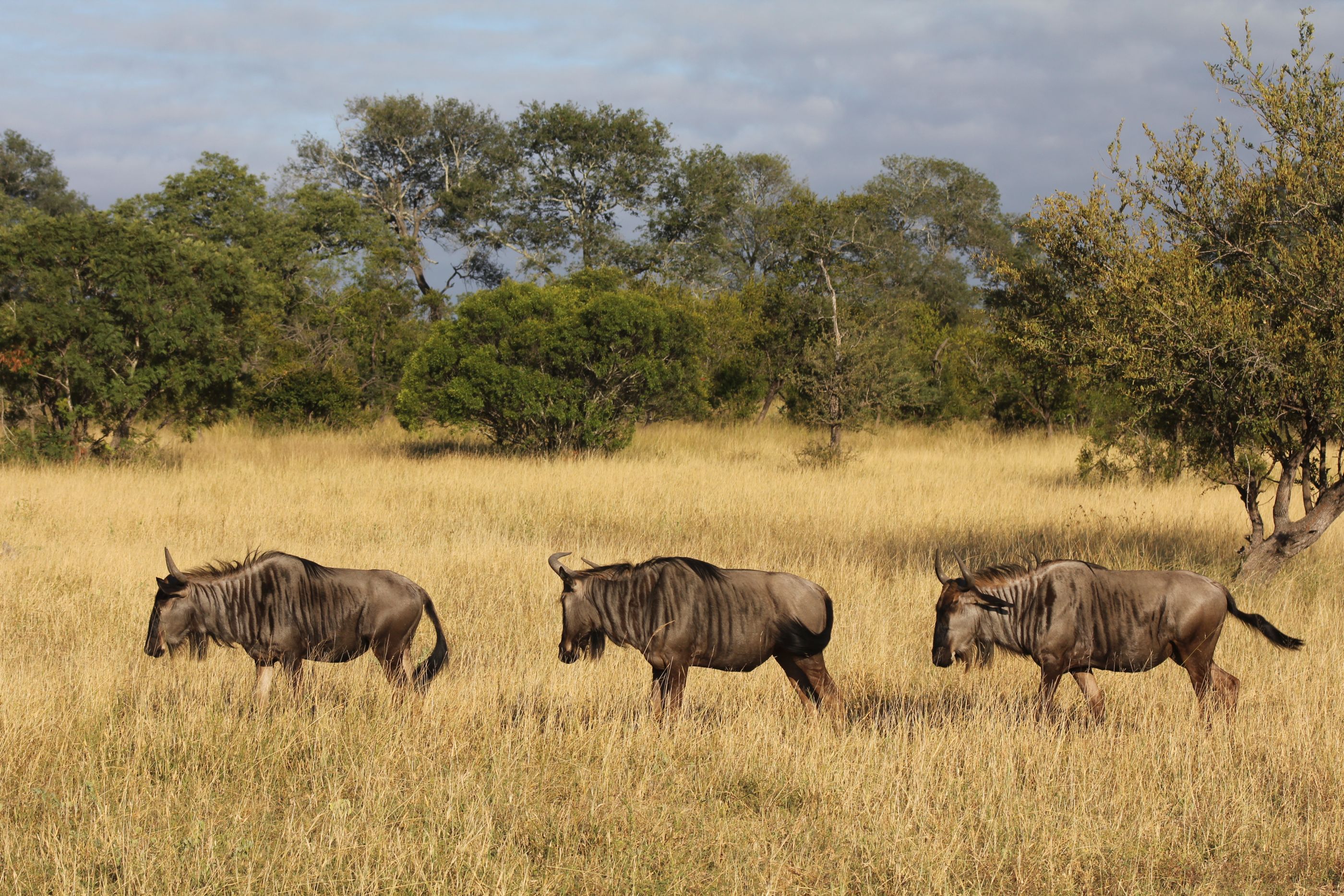 Wildebeest in South Africa