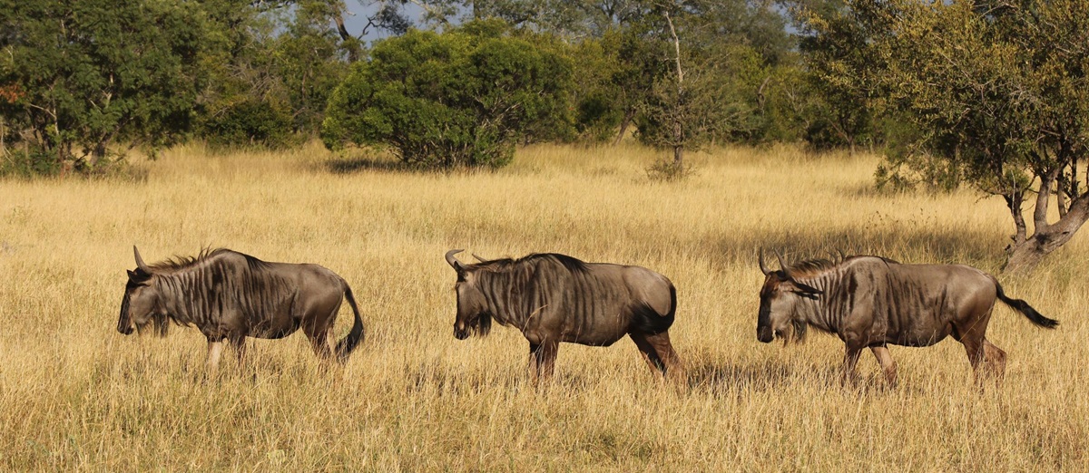 Wildebeest in South Africa