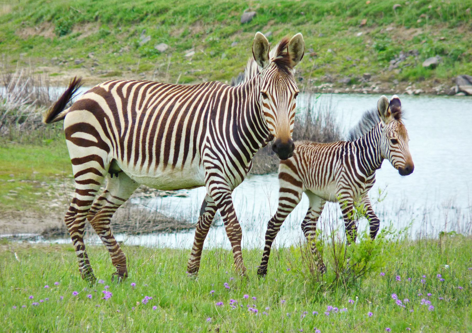A zebra and calf walking past a watering hole in southern Africa