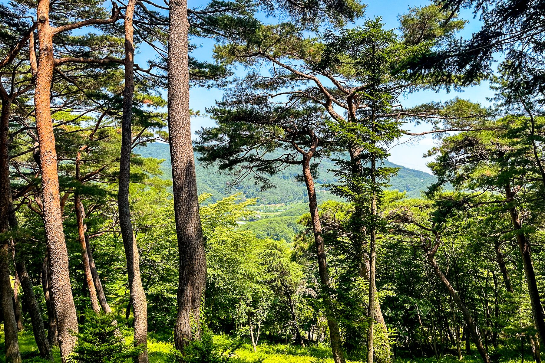 View of Ahopsan Forest near Busan