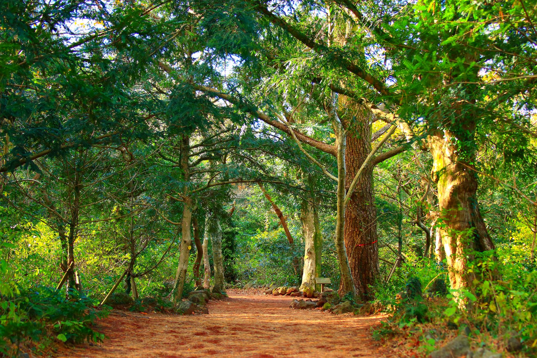 Bijaram Forest on Jeju Island in South Korea