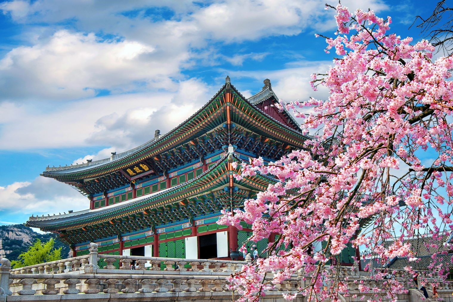 Gyeongbokgung Temple during cherry blossom season