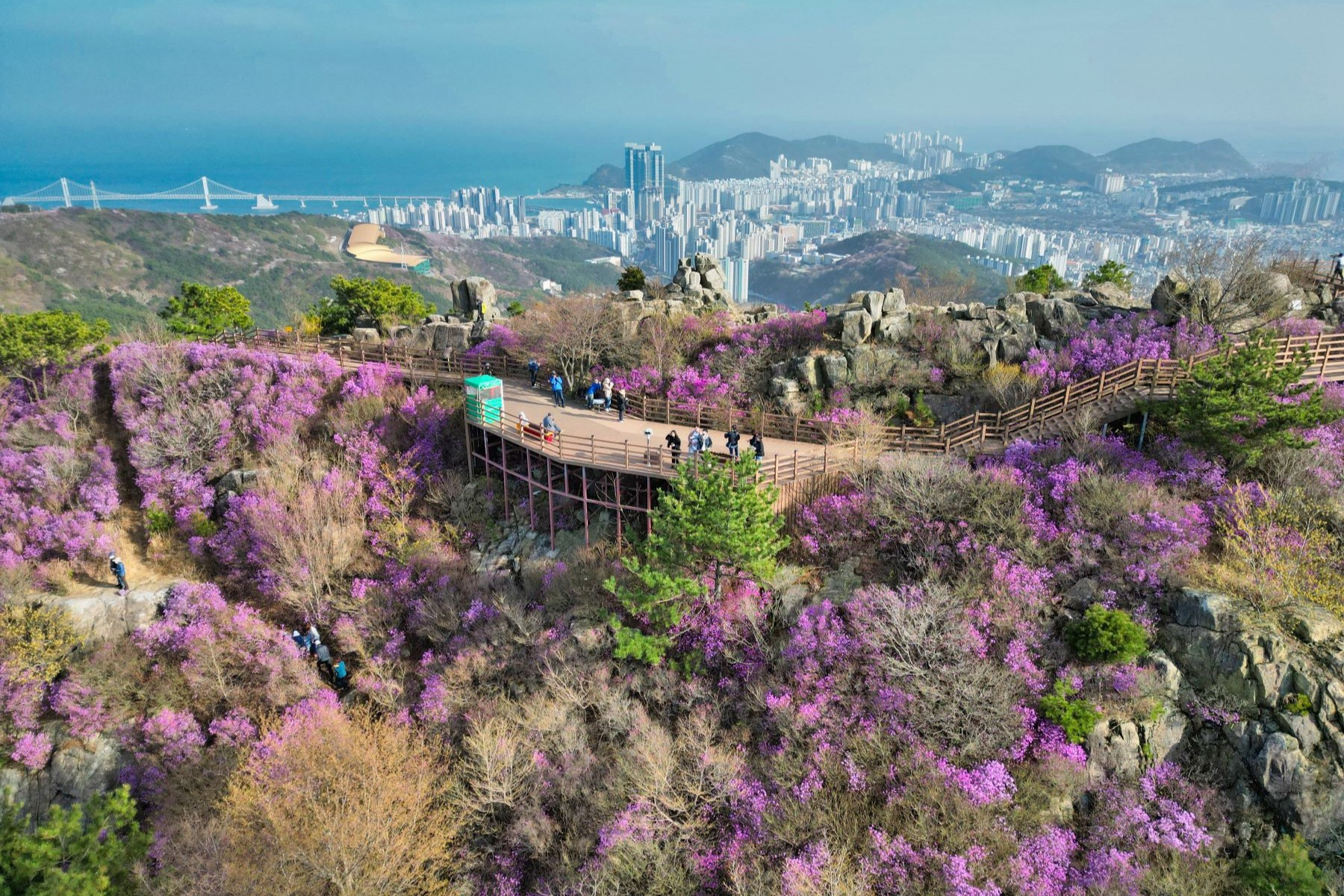 Hwangnyeongsan Mountain during cherry blossom season with views over Busan